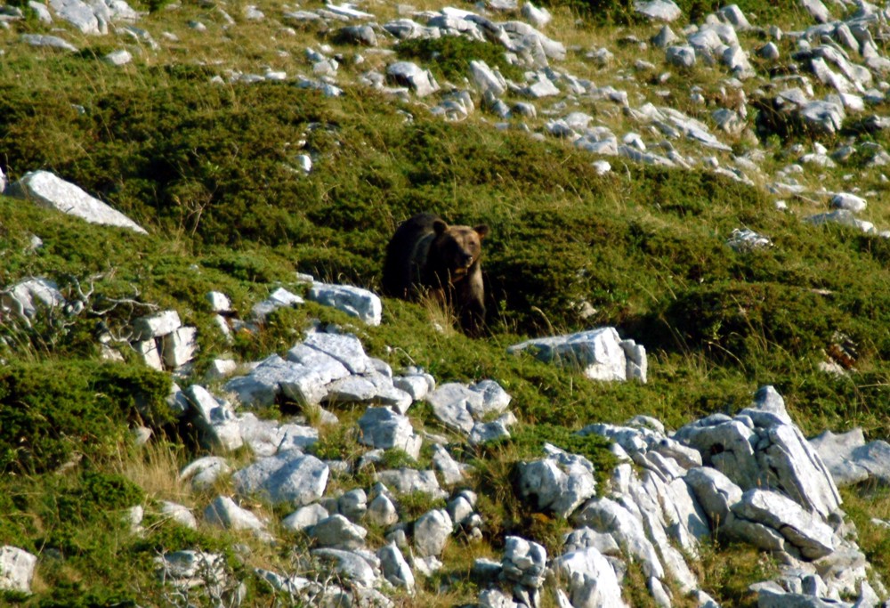 Emozione unica: incontro con l''orso