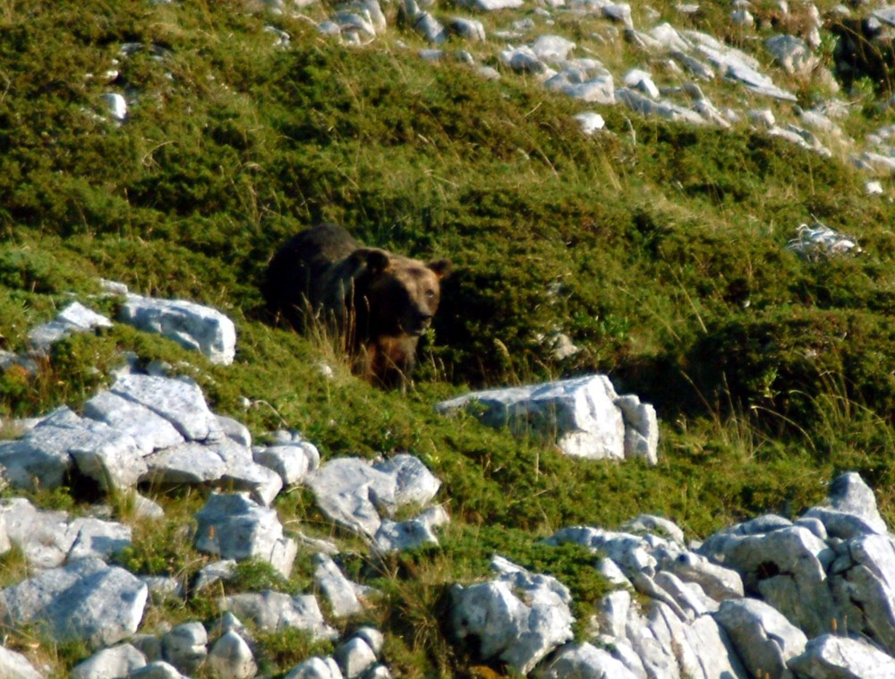 Emozione unica: incontro con l''orso