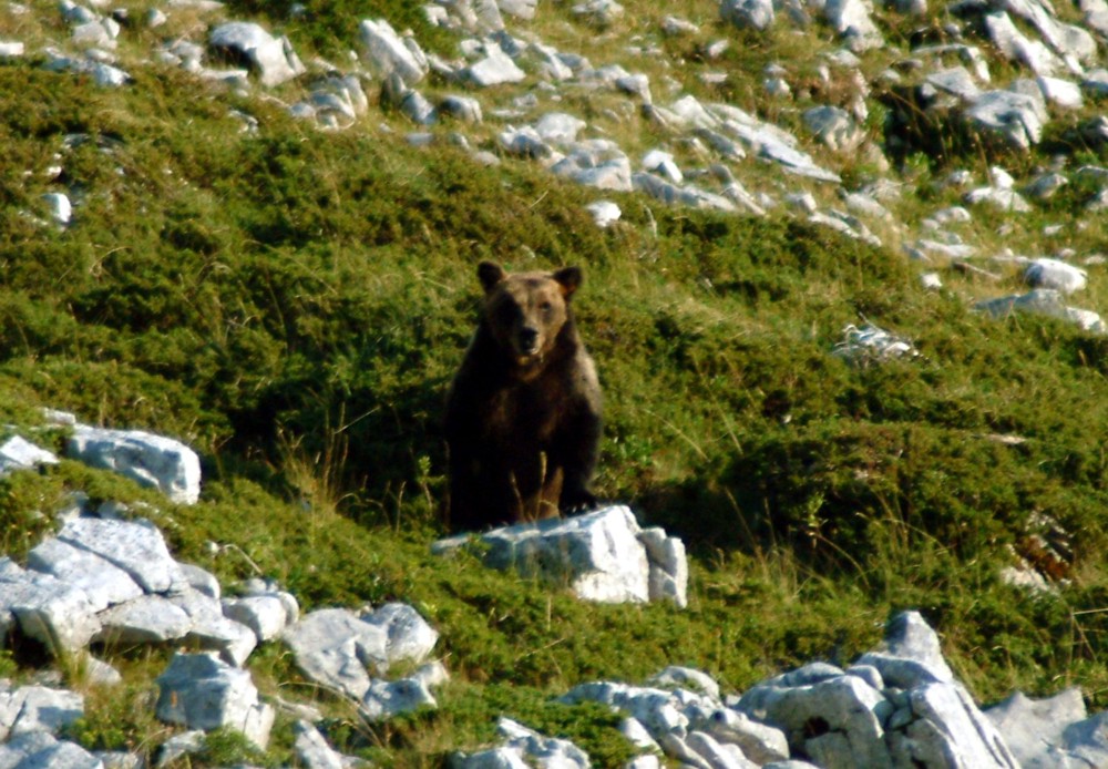 Emozione unica: incontro con l''orso