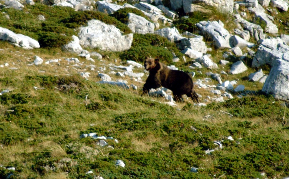 Emozione unica: incontro con l''orso