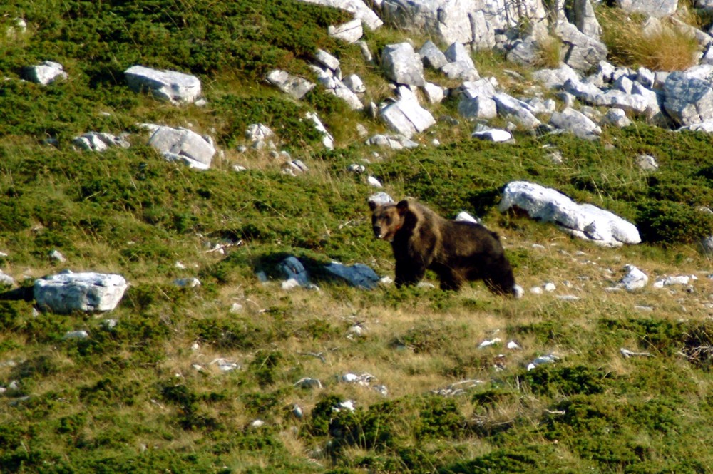 Emozione unica: incontro con l''orso