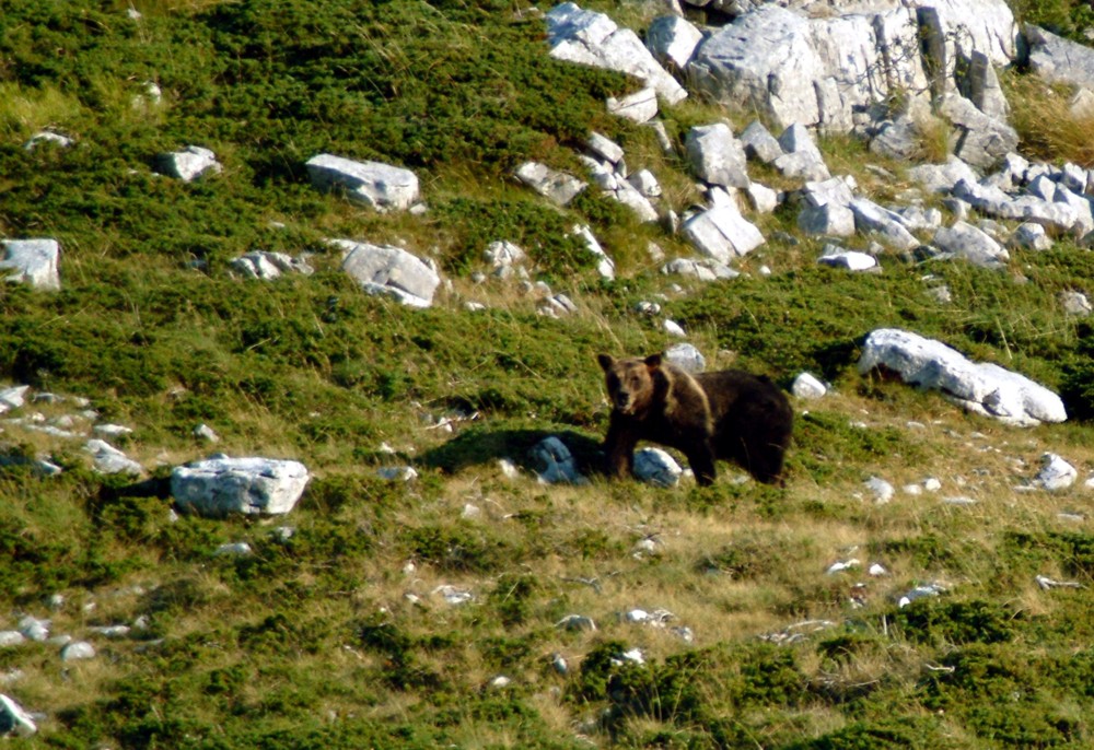Emozione unica: incontro con l''orso