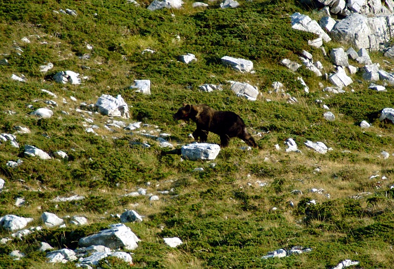 Emozione unica: incontro con l''orso