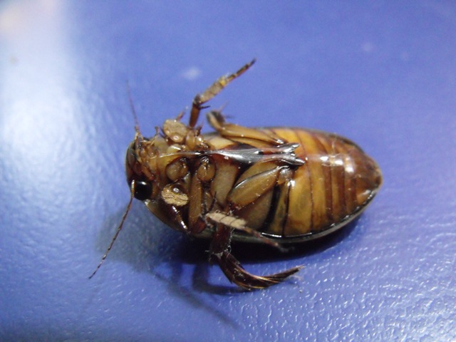 Dytiscus maremmano: Dytiscus pisanus