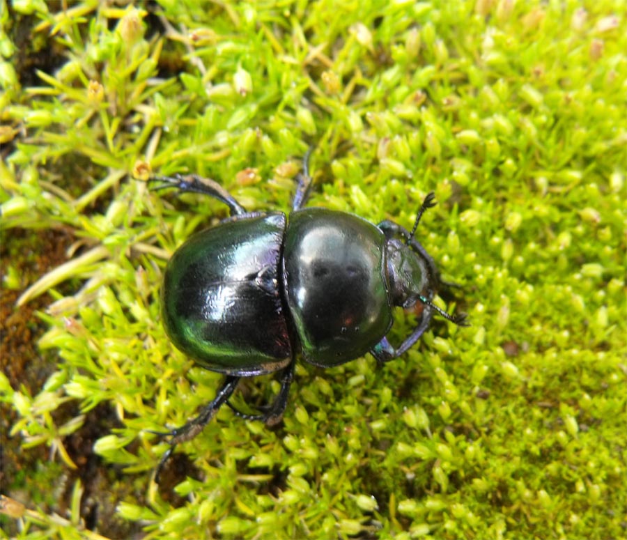 Stercorario garganico da ID: T. pyrenaeus splendens