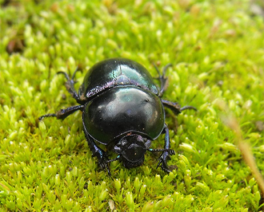 Stercorario garganico da ID: T. pyrenaeus splendens