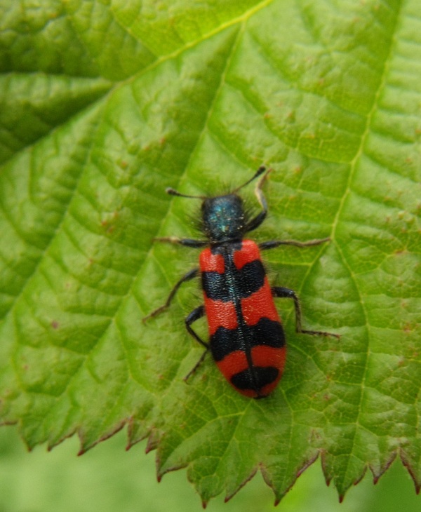 Trichodes alvearius