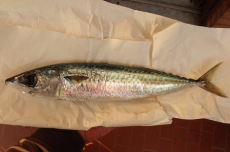 Anisakis (?) su Scomber colias - immagini splatter-