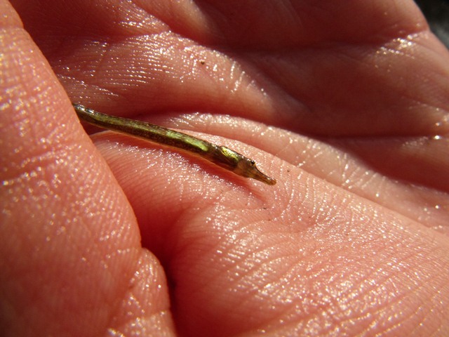 Ma quanto sarò carino? (Syngnathus abaster)