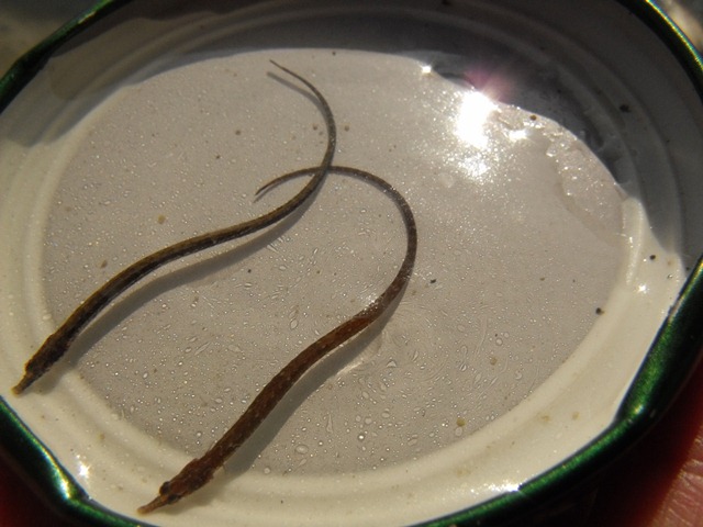 Ma quanto sarò carino? (Syngnathus abaster)