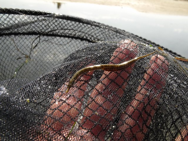 Ma quanto sarò carino? (Syngnathus abaster)