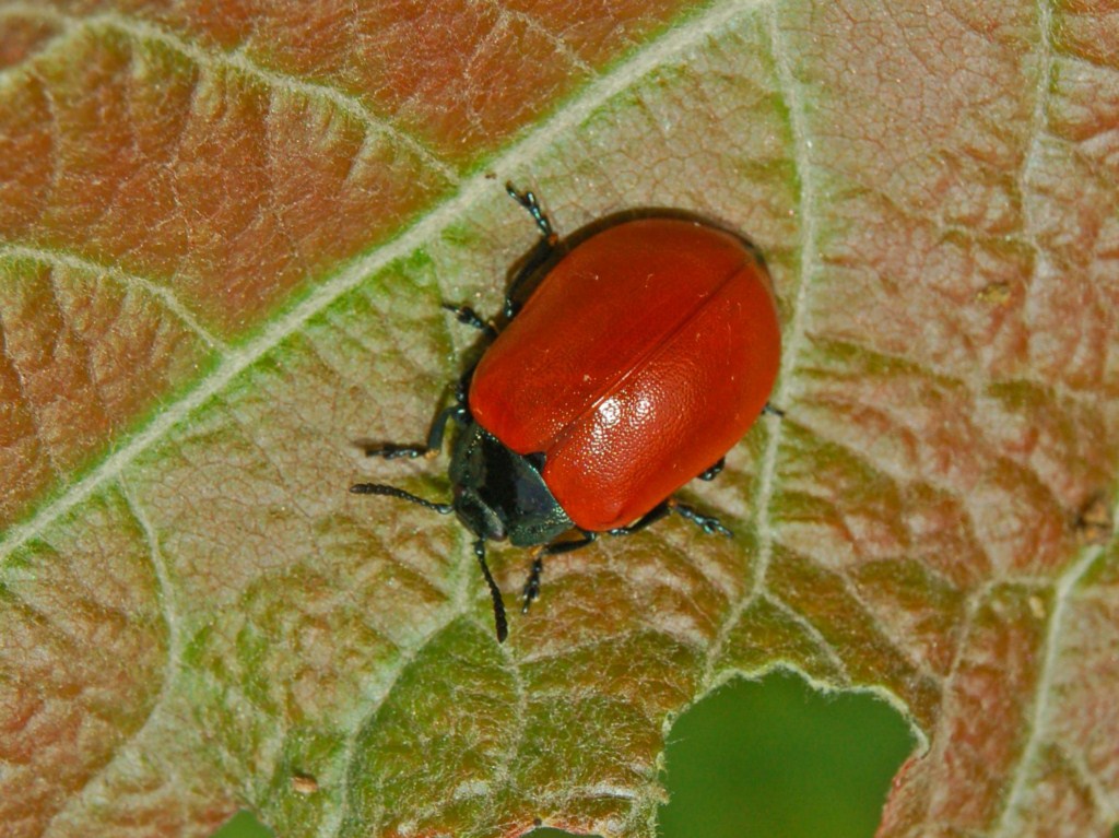 confronto tra Chrysolina grossa e Chrysomela populi