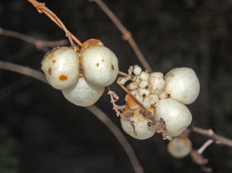 Symphoricarpos albus / Lacrime d''Italia