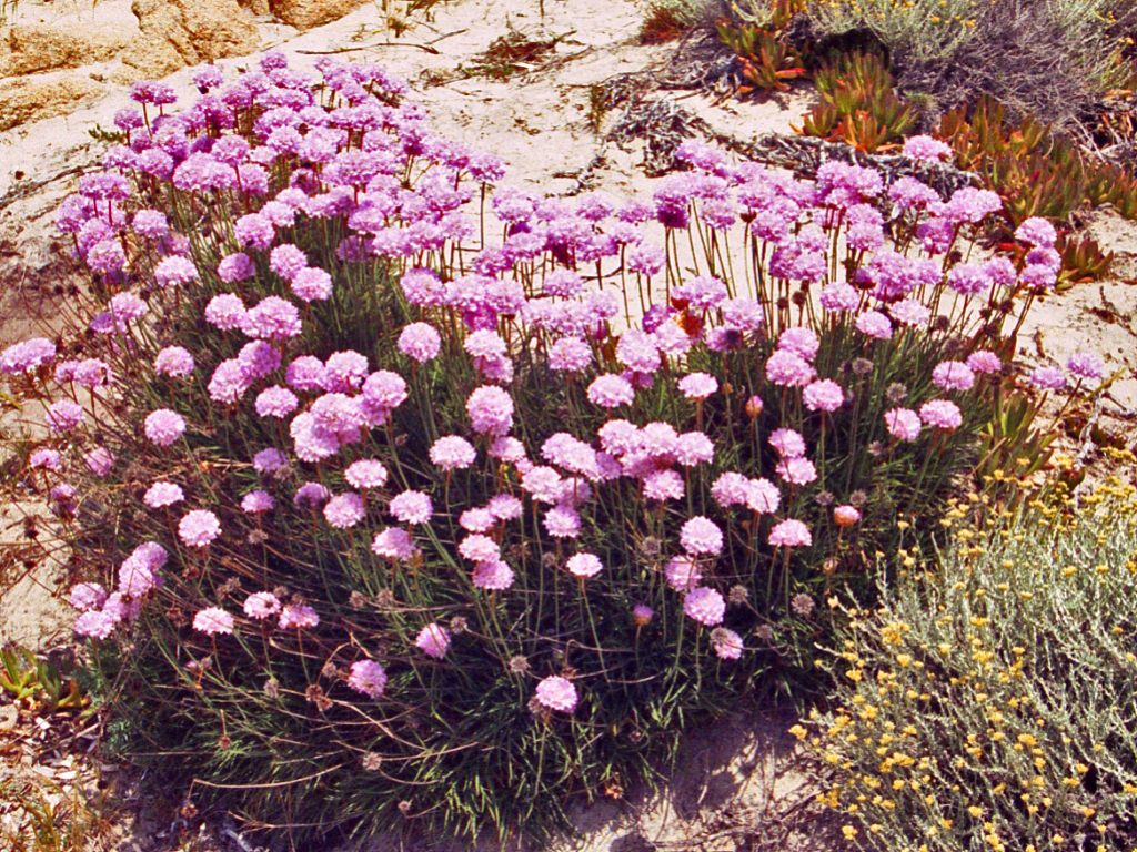 Ancora una vecchia foto ... Armeria pungens