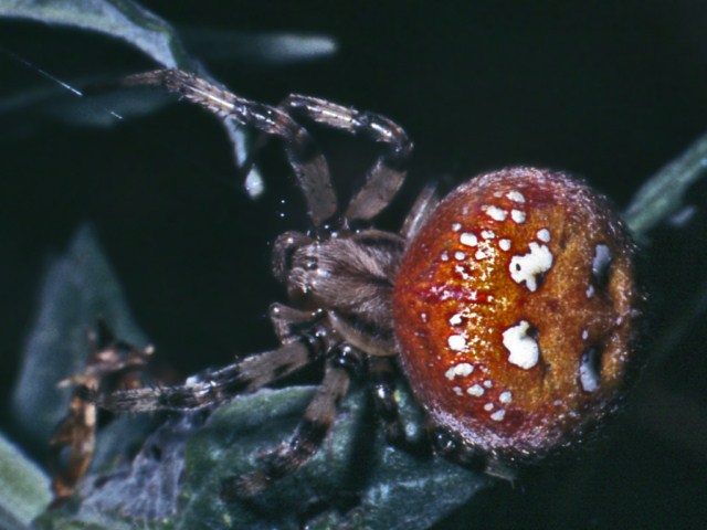 Araneus quadratus