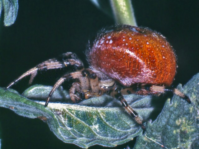 Araneus quadratus