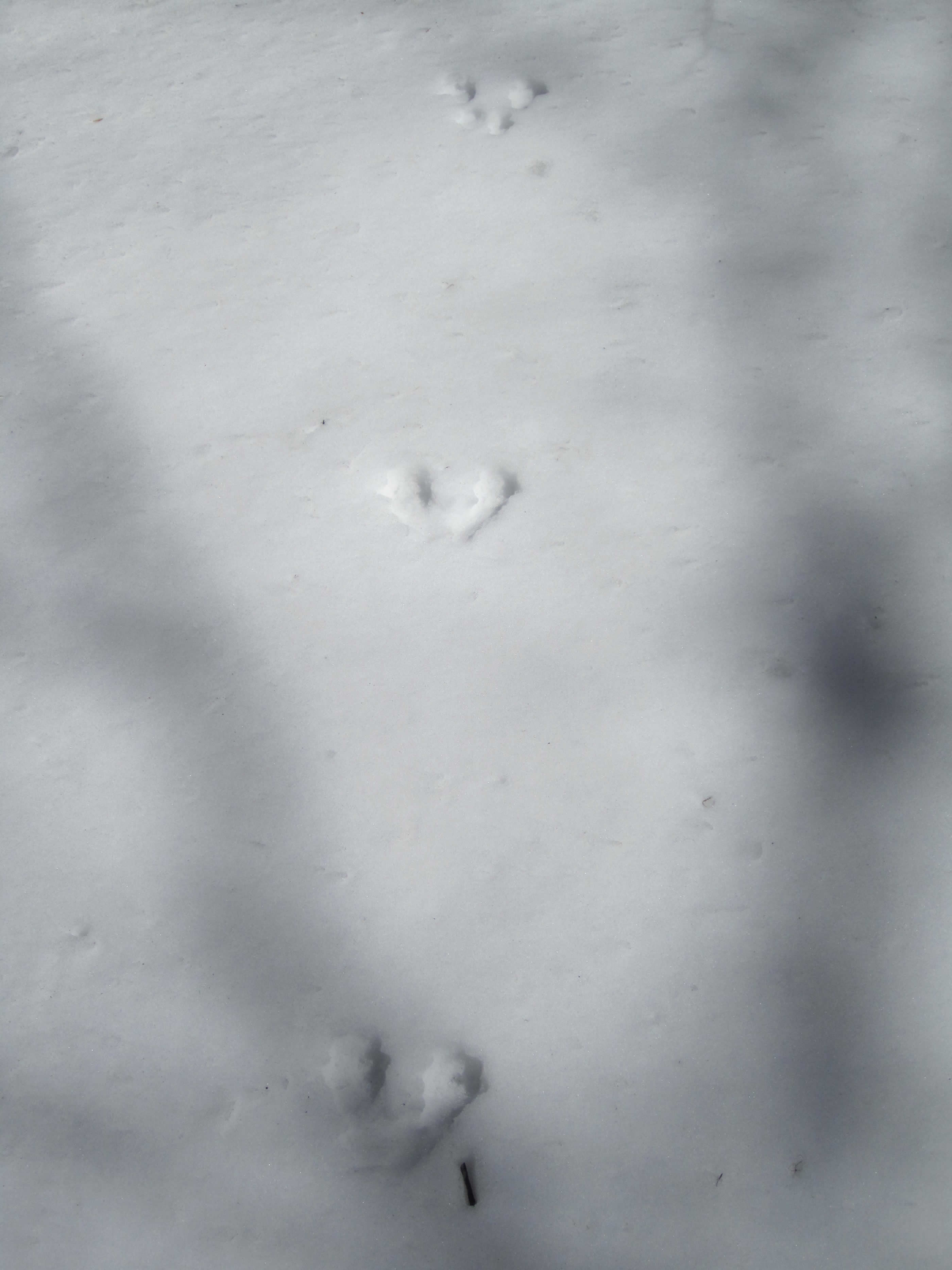 Impronte di scoiattolo?