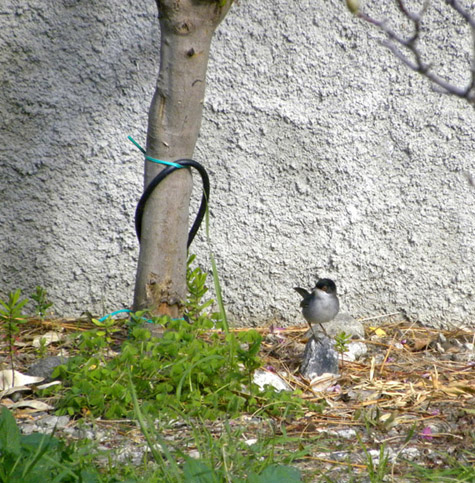 Due Passeriformi e un (forse) Pelecaniforme