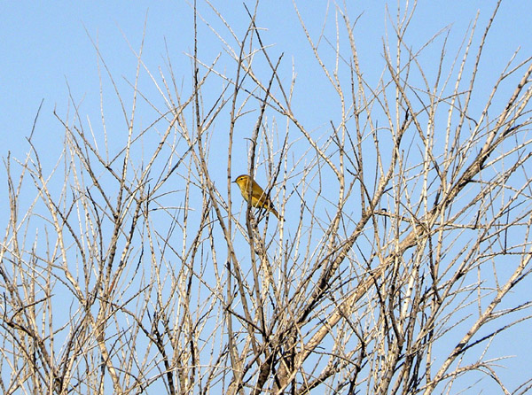 Due Passeriformi e un (forse) Pelecaniforme