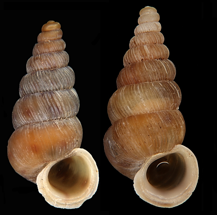 Quizzetto sui Cochlostoma (variabilit della conchiglia)