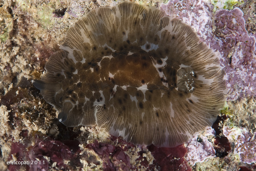 Dendrodoris grandiflora