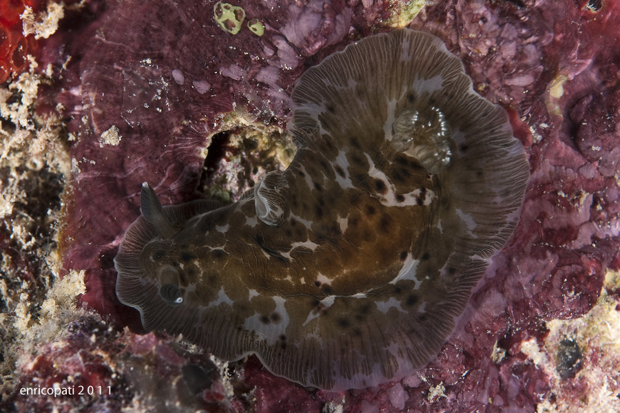 Dendrodoris grandiflora