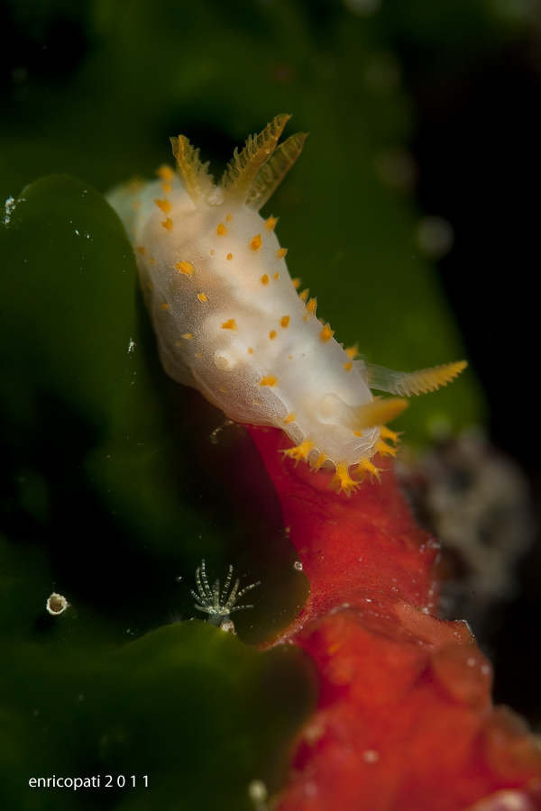 Crimora papillata riproduzione