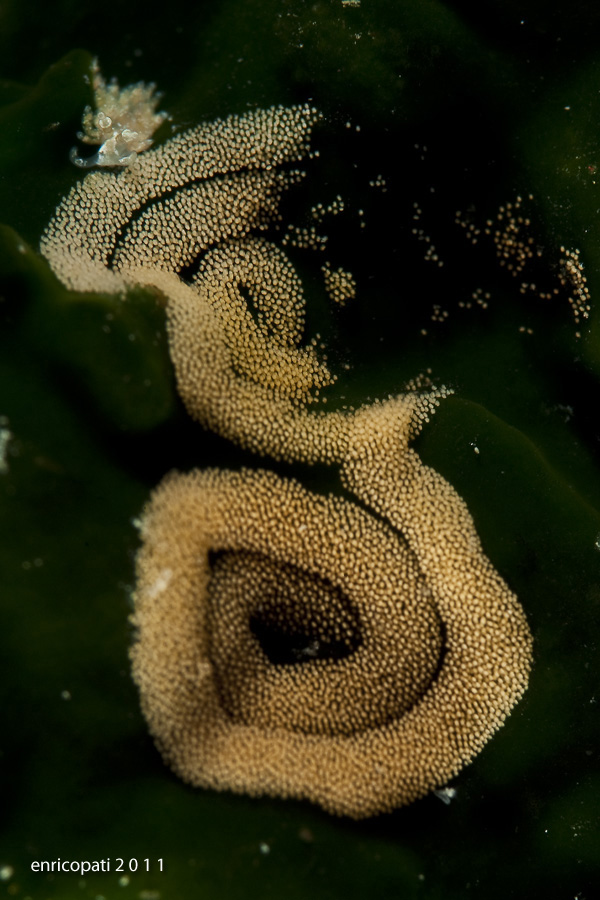 Crimora papillata riproduzione