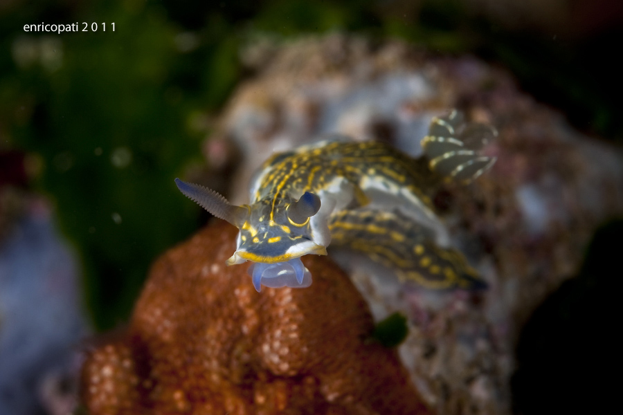 Giovanile Hypselodoris picta