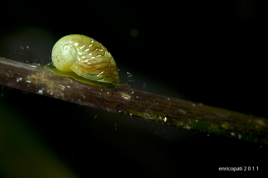 Smaragdia viridis