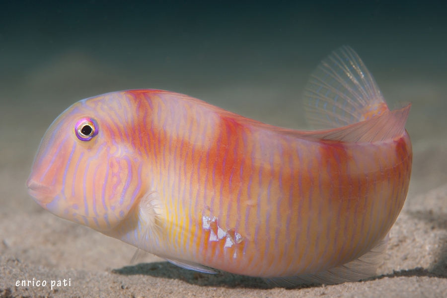 Xyrichtys novacula (Pesce pettine)