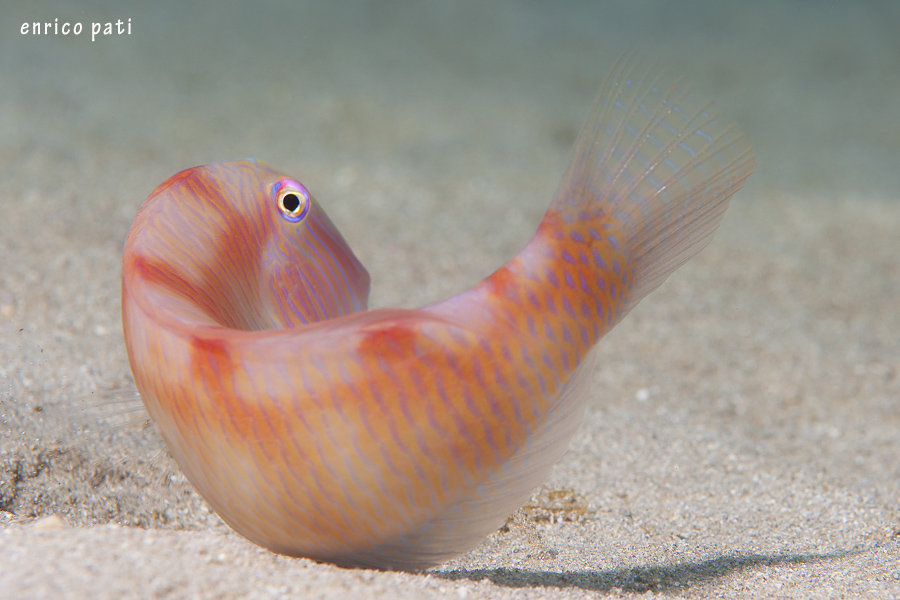 Xyrichtys novacula (Pesce pettine)