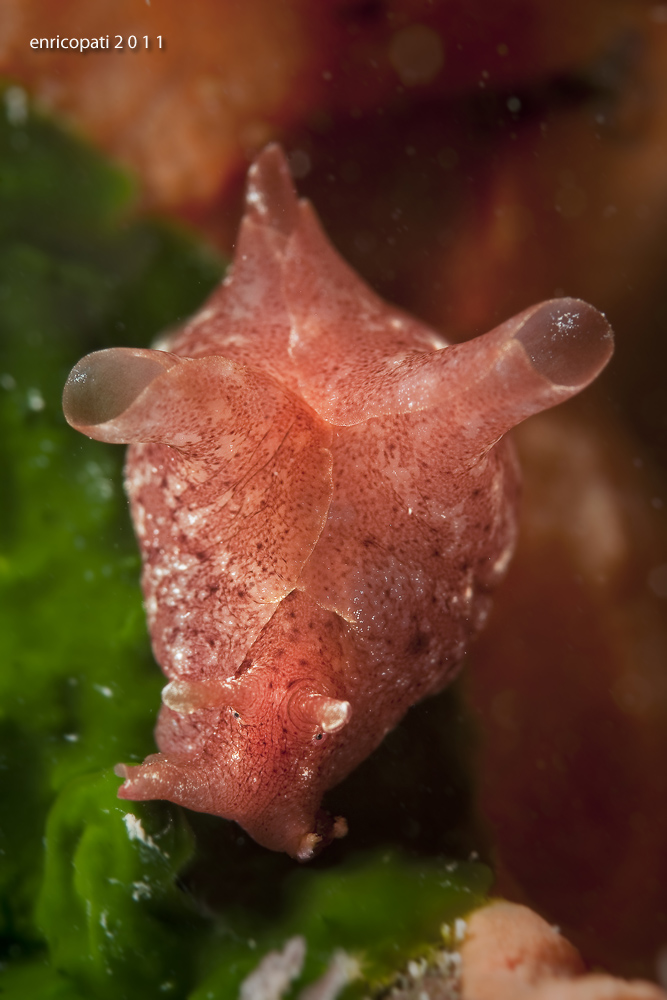 Aplysia sp.
