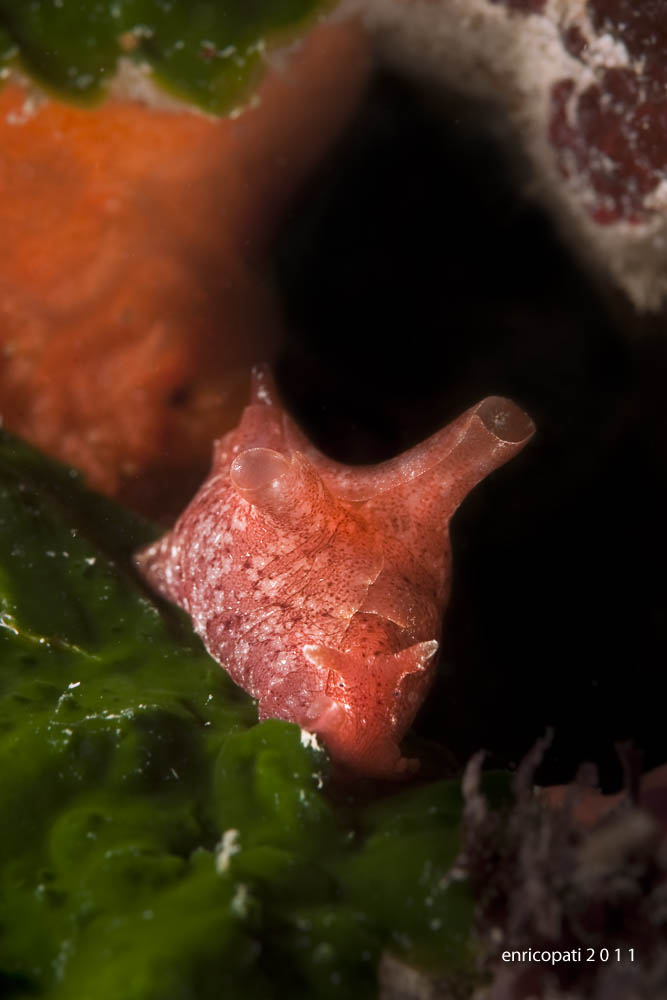 Aplysia sp.