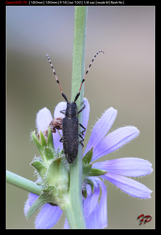 Agapanthia cfr.sicula malmerendii (Cerambycidae)