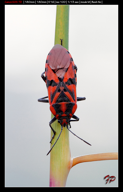 Lygaeidae: Spilostethus pandurus della Sicilia (PA)