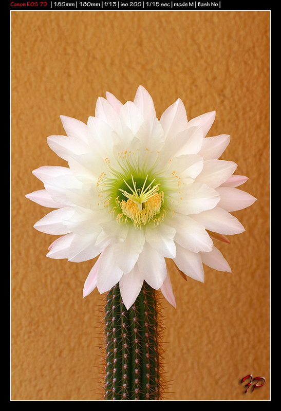 Da Identificare - Trichocereus sp.