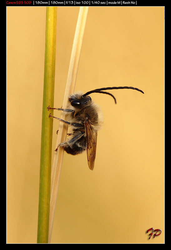 Eucera longicornis?