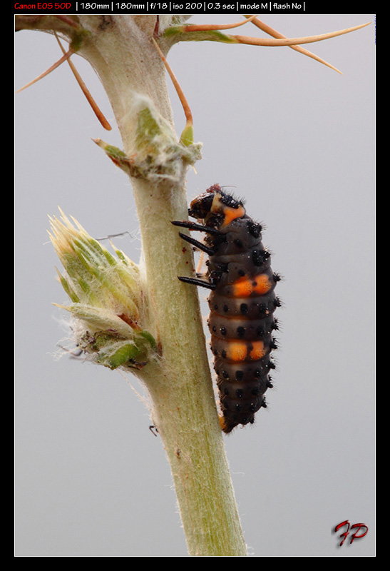 larva di Coccinellidae (autoctono)