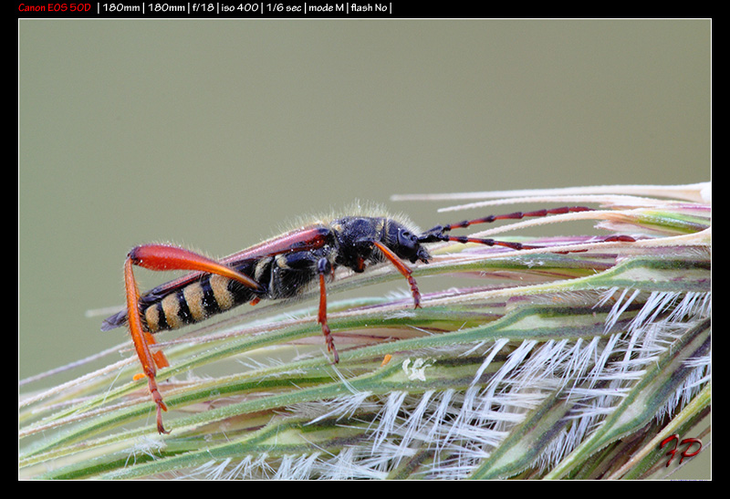 Stenopterus rufus