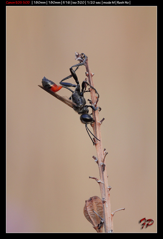 Prionyx sp. che dorme
