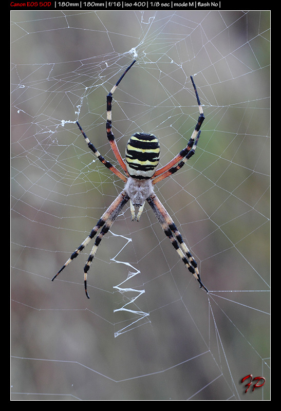 Argiope lobata; Argiope bruennichi