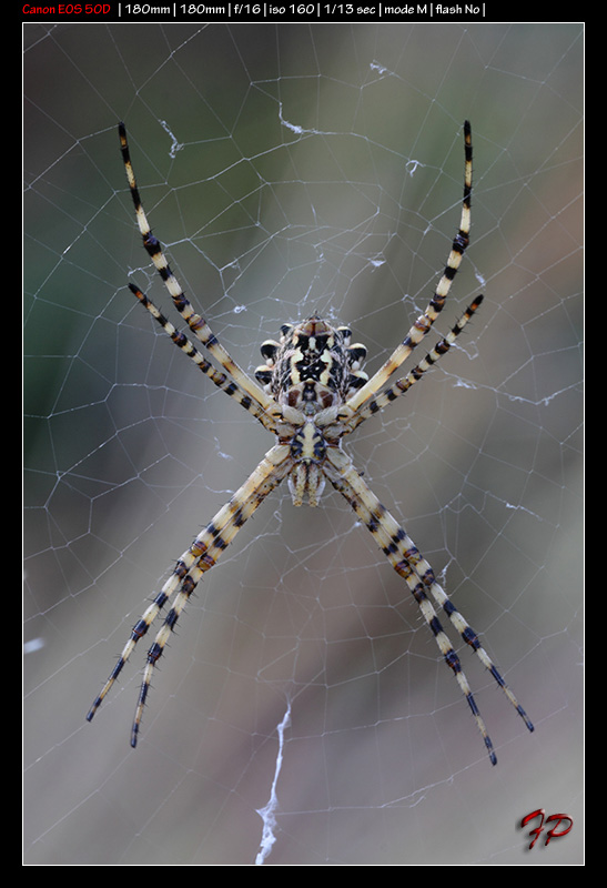 Argiope lobata; Argiope bruennichi