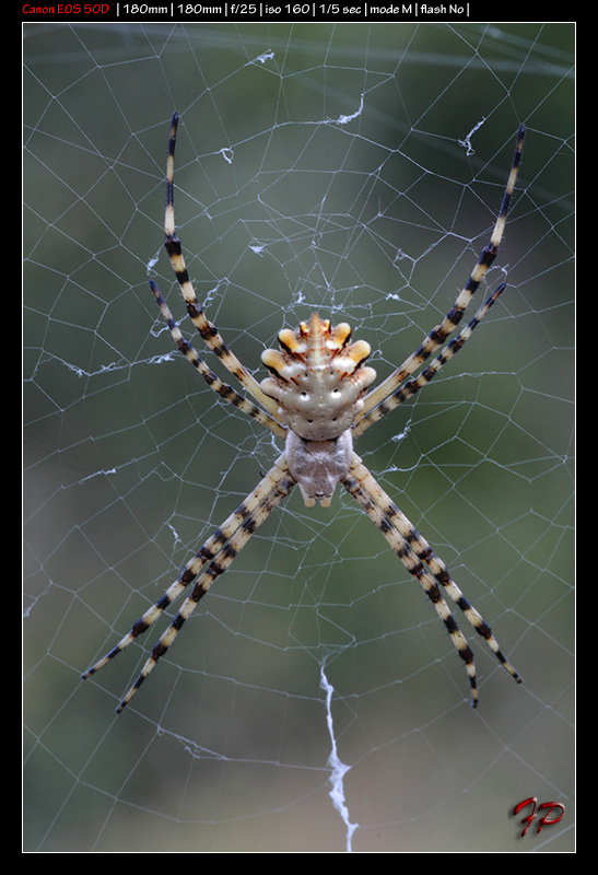 Argiope lobata; Argiope bruennichi