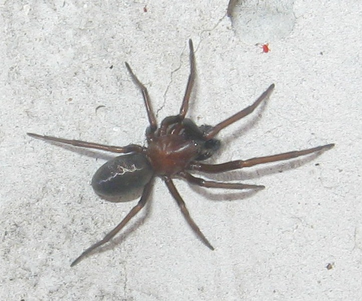 Titanoeca sp.