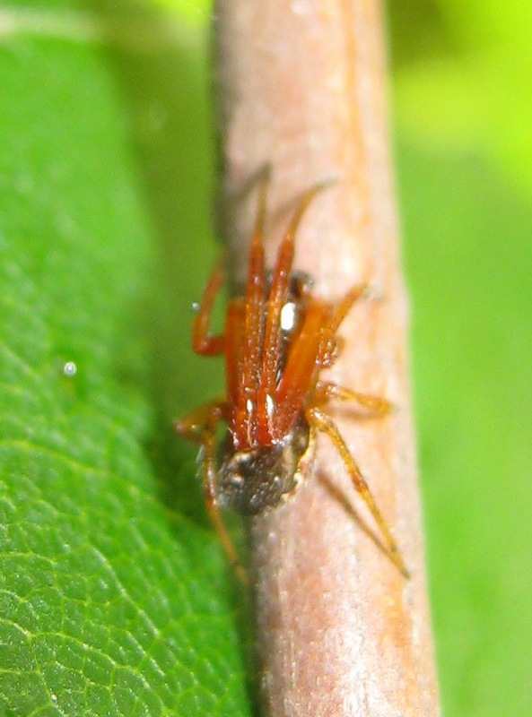 Anelosimus vittatus