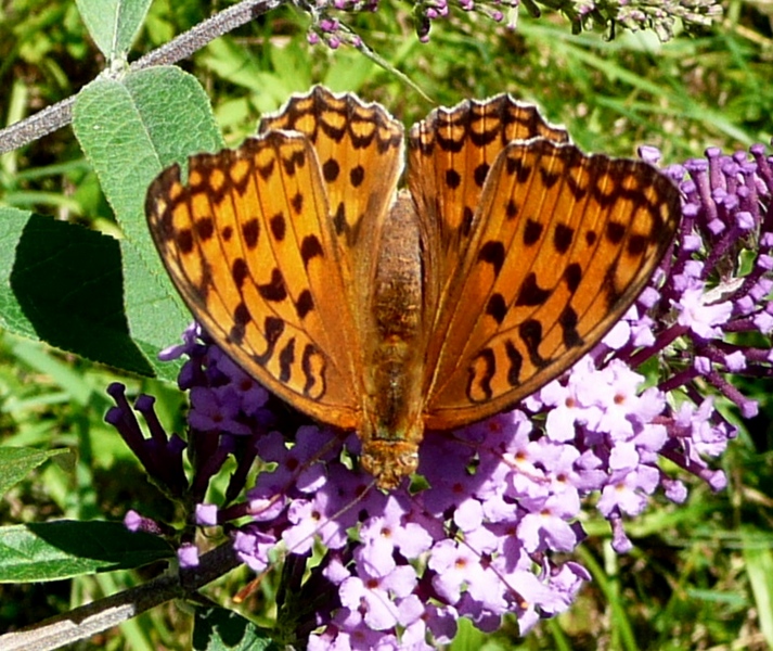 ID
