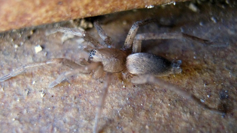 Drassodes sp.