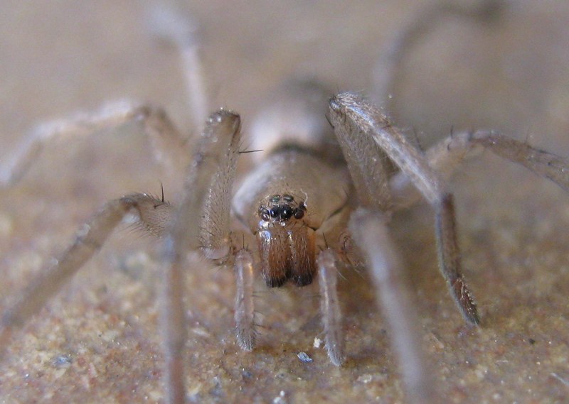 Drassodes sp.