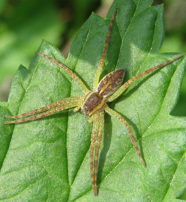 Dolomedes sp.
